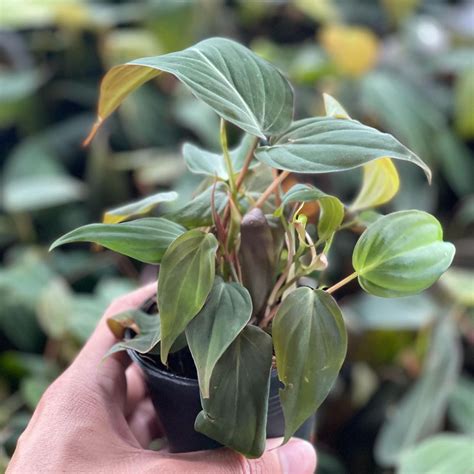 Common Philodendron Plant Diseases: How to Identify and Treat.